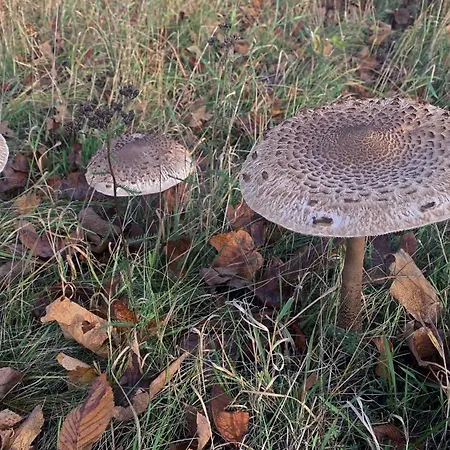 Drzewoszewo Сasa de vacaciones