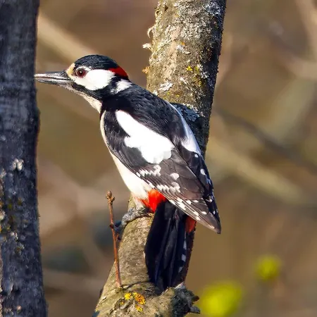 Drzewoszewo * Mirosławiec